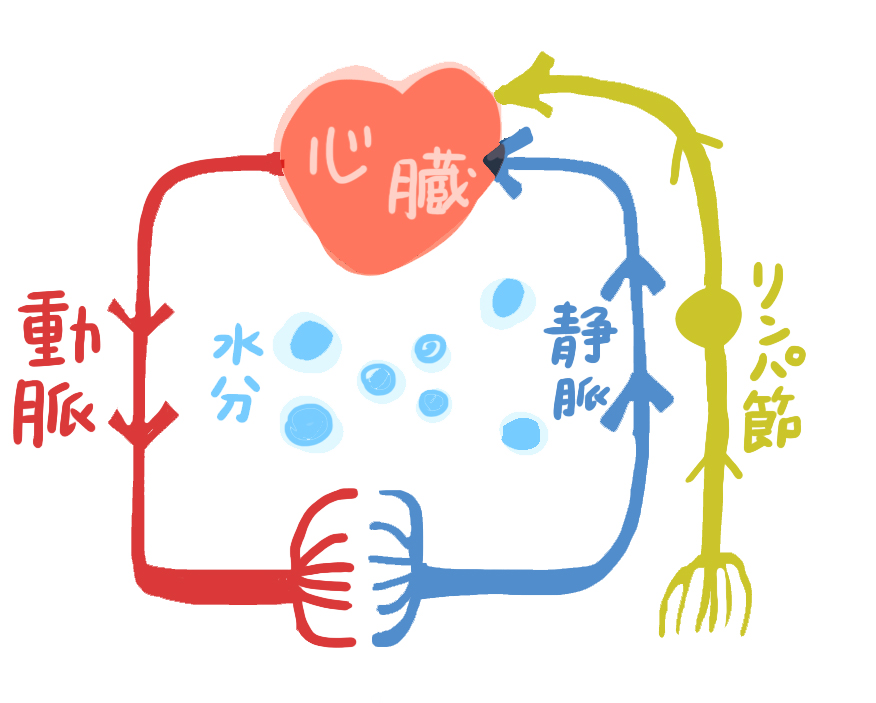 体内を循環する水分のイメージ。体温調節や栄養運搬など水が果たす役割を表現