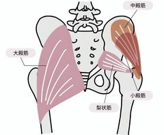 「大臀筋・中臀筋・小臀筋の解剖図イラスト」
