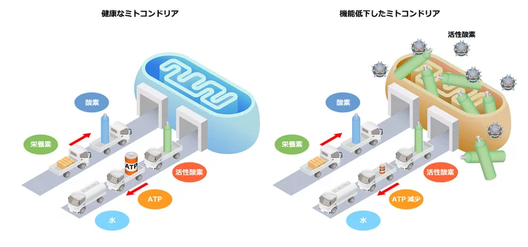 健康なミトコンドリアと機能低下したミトコンドリアの違いを示すイラスト。ATP産生量の低下や活性酸素の増加を解説。