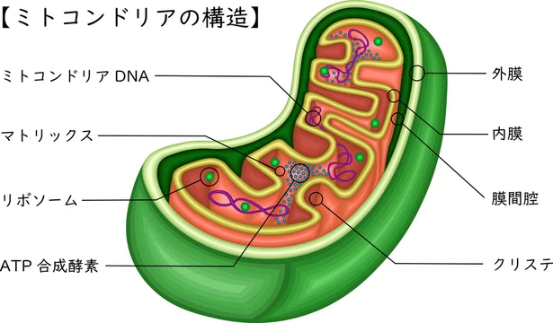 ミトコンドリアの構造図。外膜・内膜・クリステ・ATP合成酵素などの各部位を示したイラスト