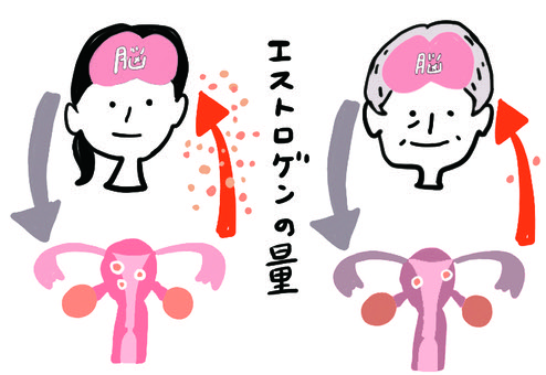 脳と卵巣の関係によるエストロゲン分泌の仕組みを示したイラスト